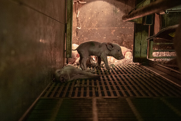  Credit: Stefano Belacchi / Essere Animali / We Animals Media